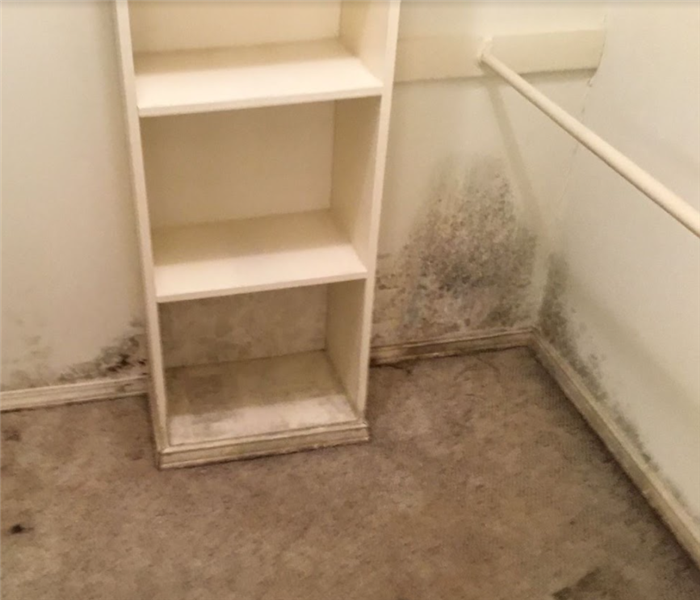 Mold Growth After Water Damage